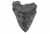 Fossil Megalodon Tooth - South Carolina #236266-1